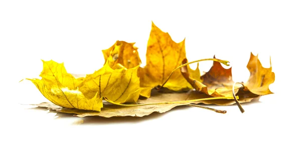 Hojas de otoño aisladas sobre fondo blanco — Foto de Stock