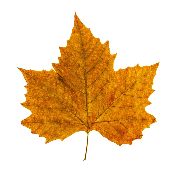 Hoja de otoño colorido aislado sobre fondo blanco —  Fotos de Stock