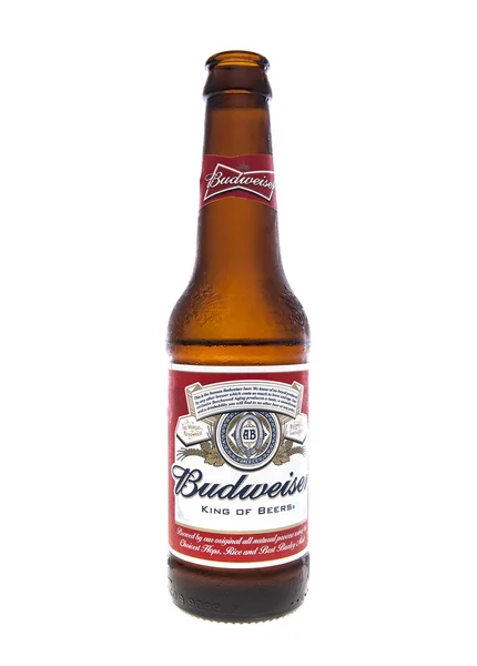 bir budweiser bira beyaz zemin üzerine açık