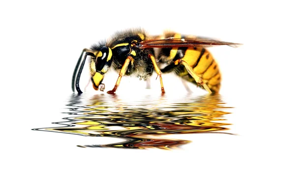 Wasp Drinking — Stock Photo, Image