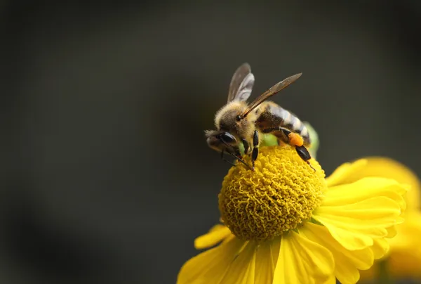 Working bee — Stok fotoğraf