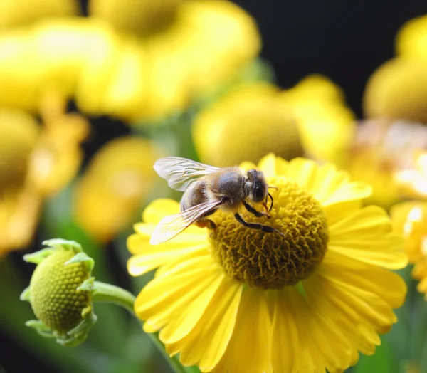 Working bee — Stok fotoğraf