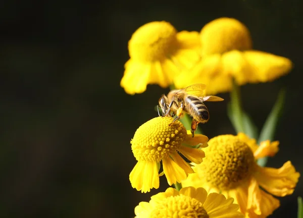 Abeja — Foto de Stock