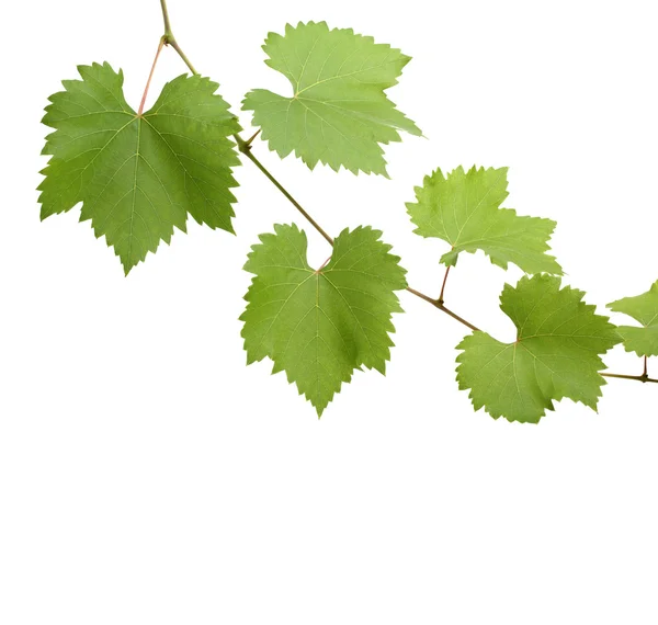 Groene grapevine bladeren — Stockfoto