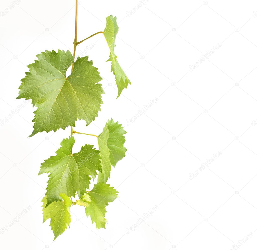 Green grapevine leaves