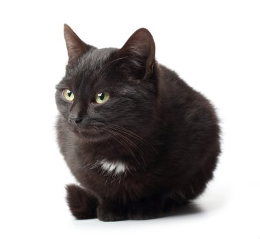 Beyaz arka planda siyah kedi