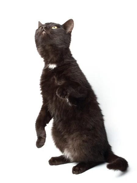 Czarny kot połowu coś na białym tle — Zdjęcie stockowe