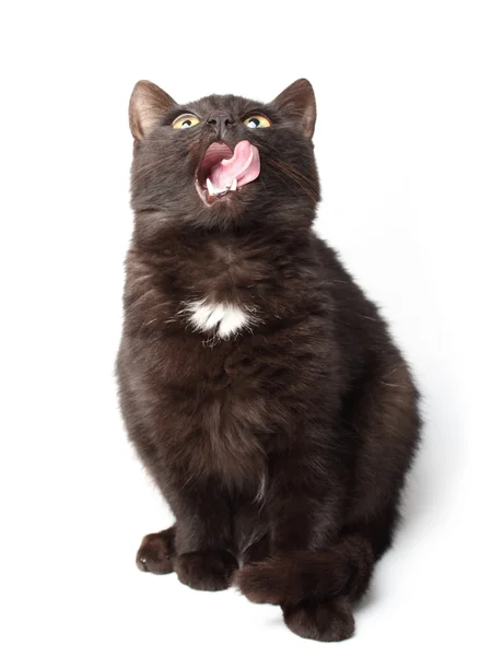 Licking black cat on white background — Stock Photo, Image