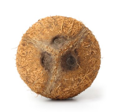 beyaz zemin üzerinde tek Hindistan cevizi