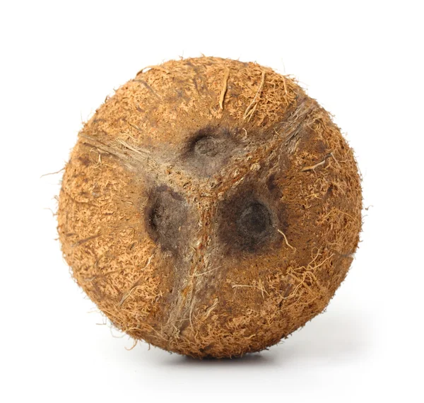 Einzelne Kokosnuss auf weißem Hintergrund — Stockfoto