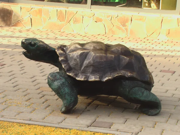 Bronz çağından kaplumbağa. Orada iyi beslenir nerede?