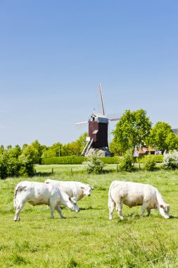 yel değirmeni ve inek, boeschepe, nord-pas-de-calais, Fransa
