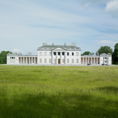 İnekler yeşil bir yaz çayırında otluyor.