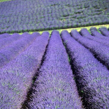 Lavanta alan, plato de valensole, provence, Fransa
