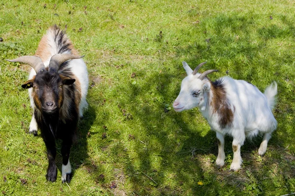 Cabras — Foto de Stock