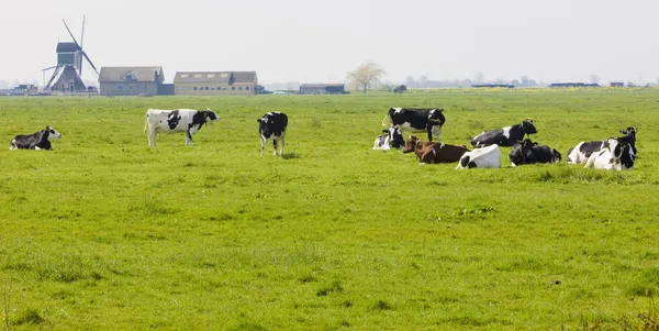 Krávy pasoucí se na zelené letní louce — Stock fotografie