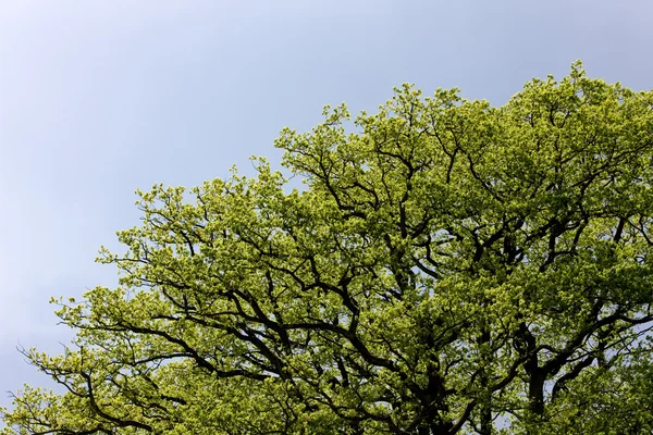 Baldacchino degli alberi in primavera — Foto Stock