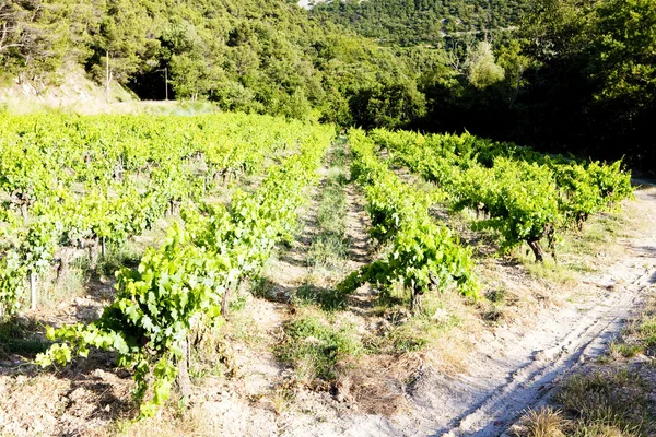 Vignobles et oliviers, Vallée du Douro, Portugal — Photo