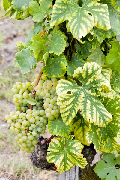 Witte druif in de wijngaard, sauternes regio, aquitaine, Frankrijk — Stockfoto