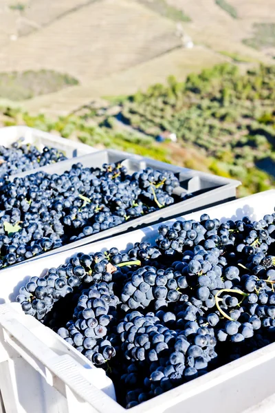 Colheita de vinho, Vale do Douro, Portugal — Fotografia de Stock