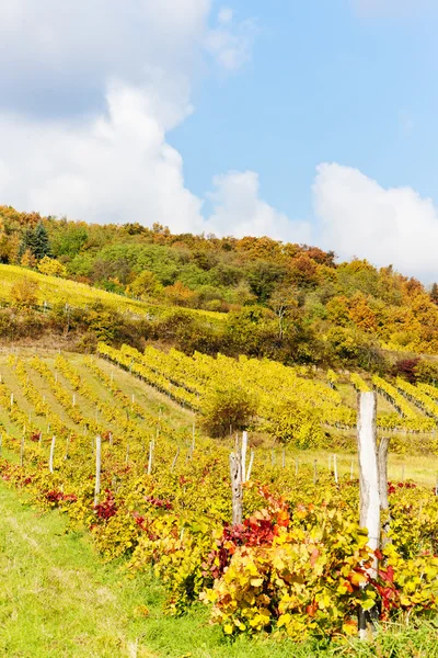 Jesienny winnic w regionie retz, Dolna austria, austria — Zdjęcie stockowe