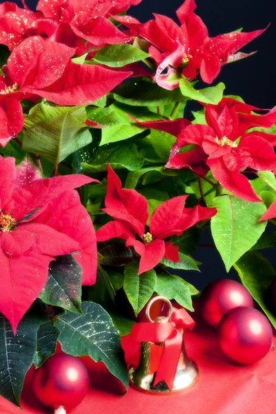 Noel ile yılbaşı çiçeği natürmort — Stok fotoğraf