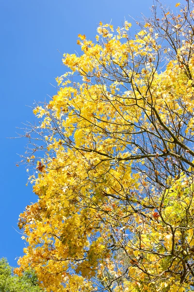 Baldacchino dell'albero in autunno — Foto Stock