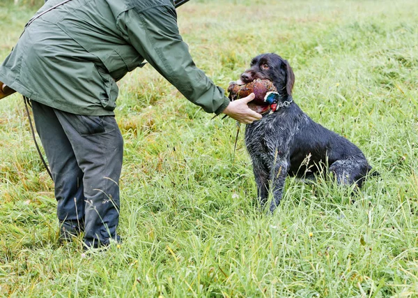 Cazador con un perro en la caza — Foto de Stock