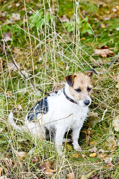 Sitting dog — Stock Photo, Image