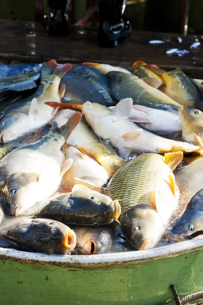 Gölet hasat sırasında KDV içinde balık — Stok fotoğraf