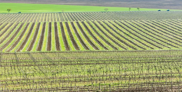 Vue des vignobles depuis la tour de guet de Kravi hora près de Boretice — Photo