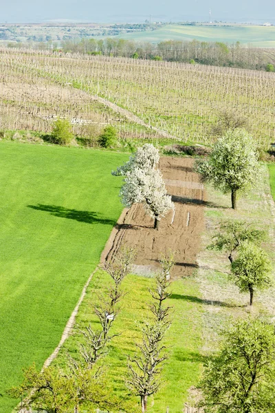 Jardín con flores de primavera, República Checa — Foto de Stock