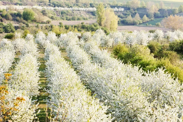 Весенний цветочный сад, Чехия — стоковое фото