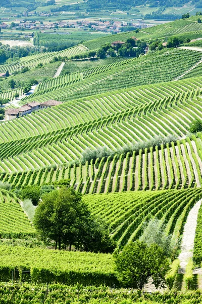 Vineyars nära barbaresco, Piemonte, Italien — Stockfoto