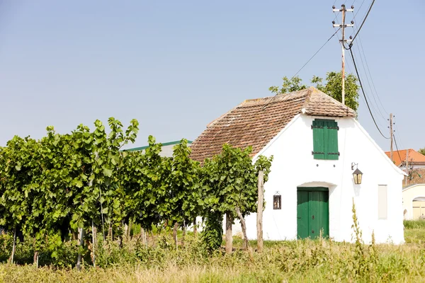 Vinkällare — Stockfoto