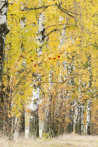 Sonbahar sokak — Stok fotoğraf