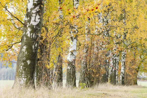 紅葉の路地 — ストック写真