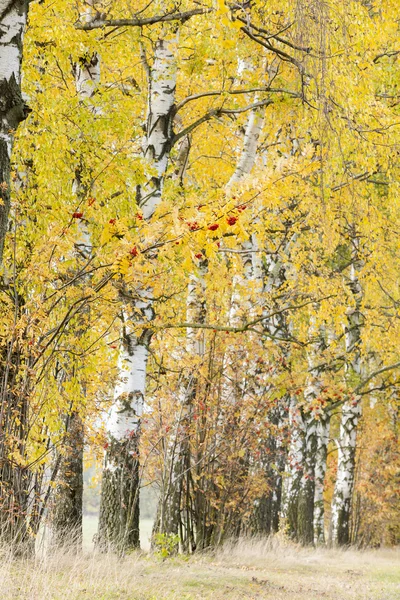 Podzimní alej — Stock fotografie