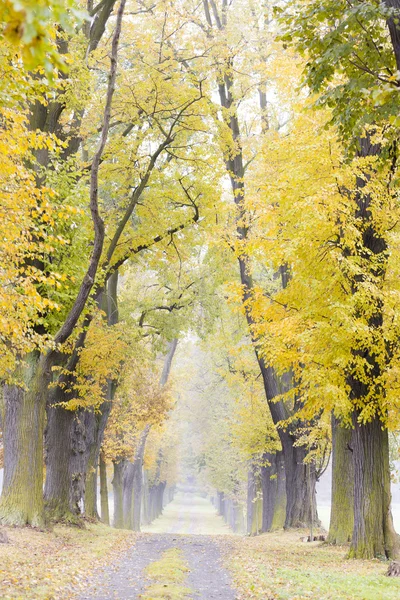 Aleja jesienny — Zdjęcie stockowe