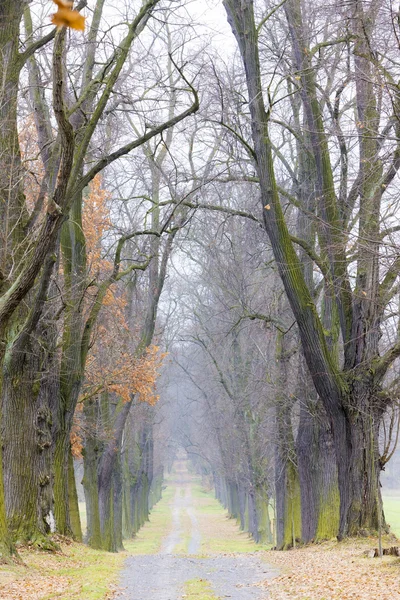 紅葉の路地 — ストック写真