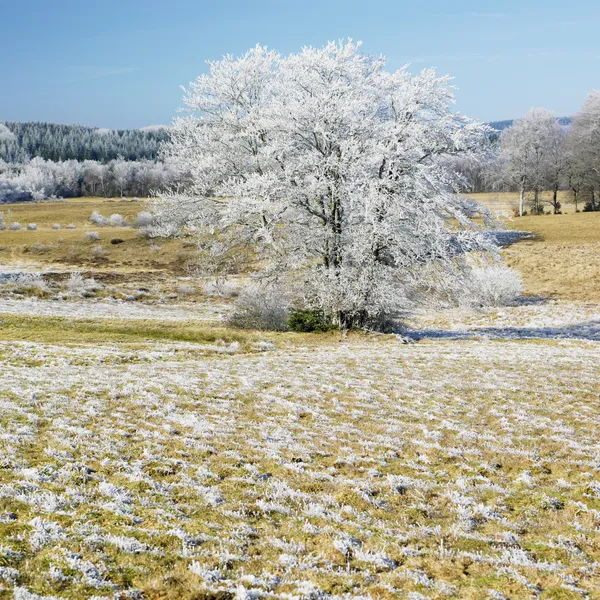 Naturaleza en invierno —  Fotos de Stock