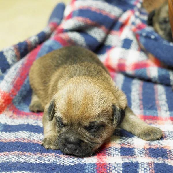 Cuccioli — Foto Stock