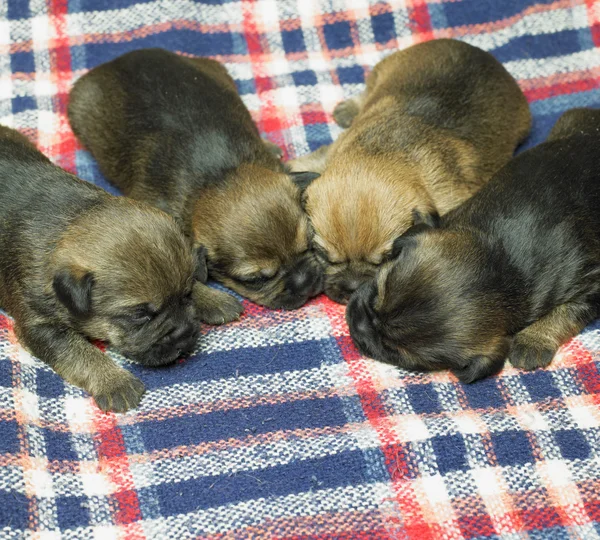 Puppies — Stock Photo, Image