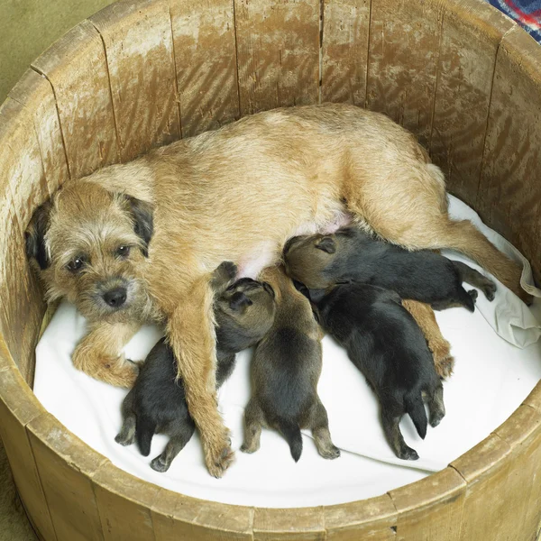 Cão fêmea com filhotes (Border Terrier ) — Fotografia de Stock