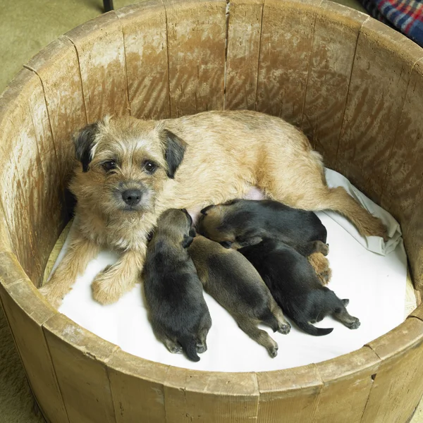 Female dog with puppies (Border Terrier) — Stock Photo, Image