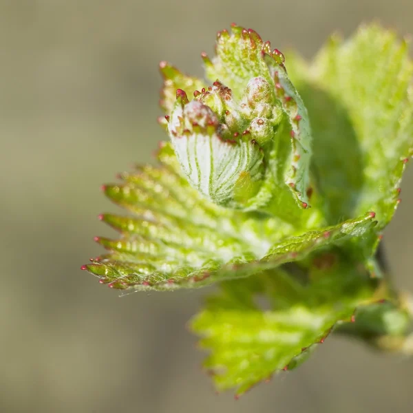 Grape-vine bud — Stock Photo, Image