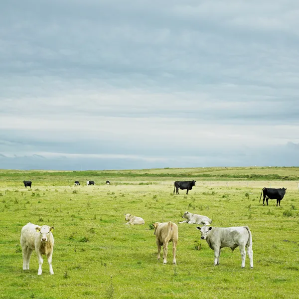 Vacas pastando em um prado de verão verde — Fotografia de Stock