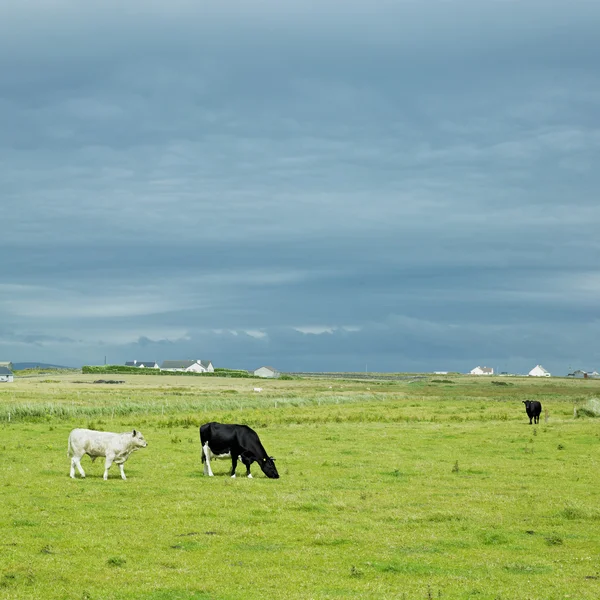 Vacas pastando em um prado de verão verde — Fotografia de Stock