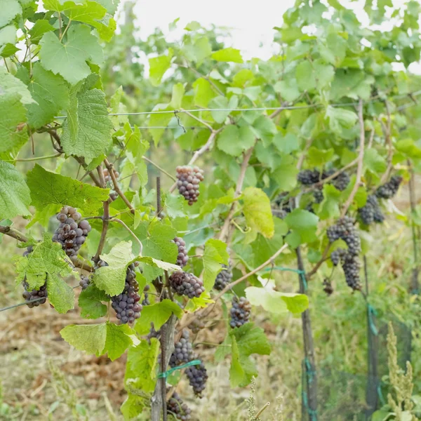 Виноград в винограднике, Чехия — стоковое фото