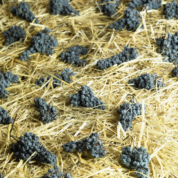 Grapes on the hay — Stock Photo, Image